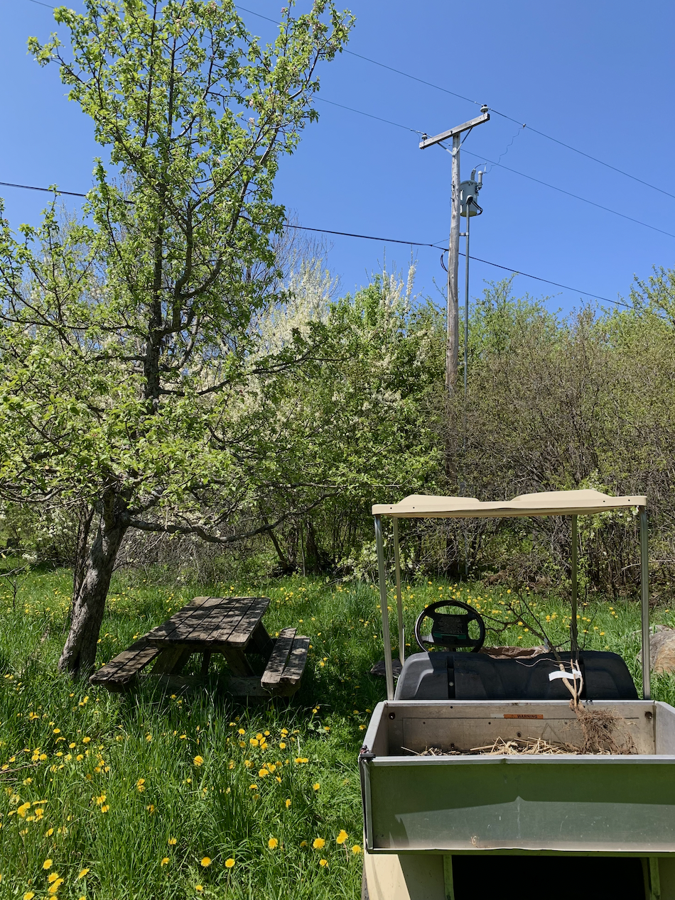 Why is Urban Forestry&nbsp;Important?